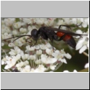 Arachnospila anceps - Wegwespe w001c 8mm - OS-Wallenhorst-Sandgrube-det.jpg